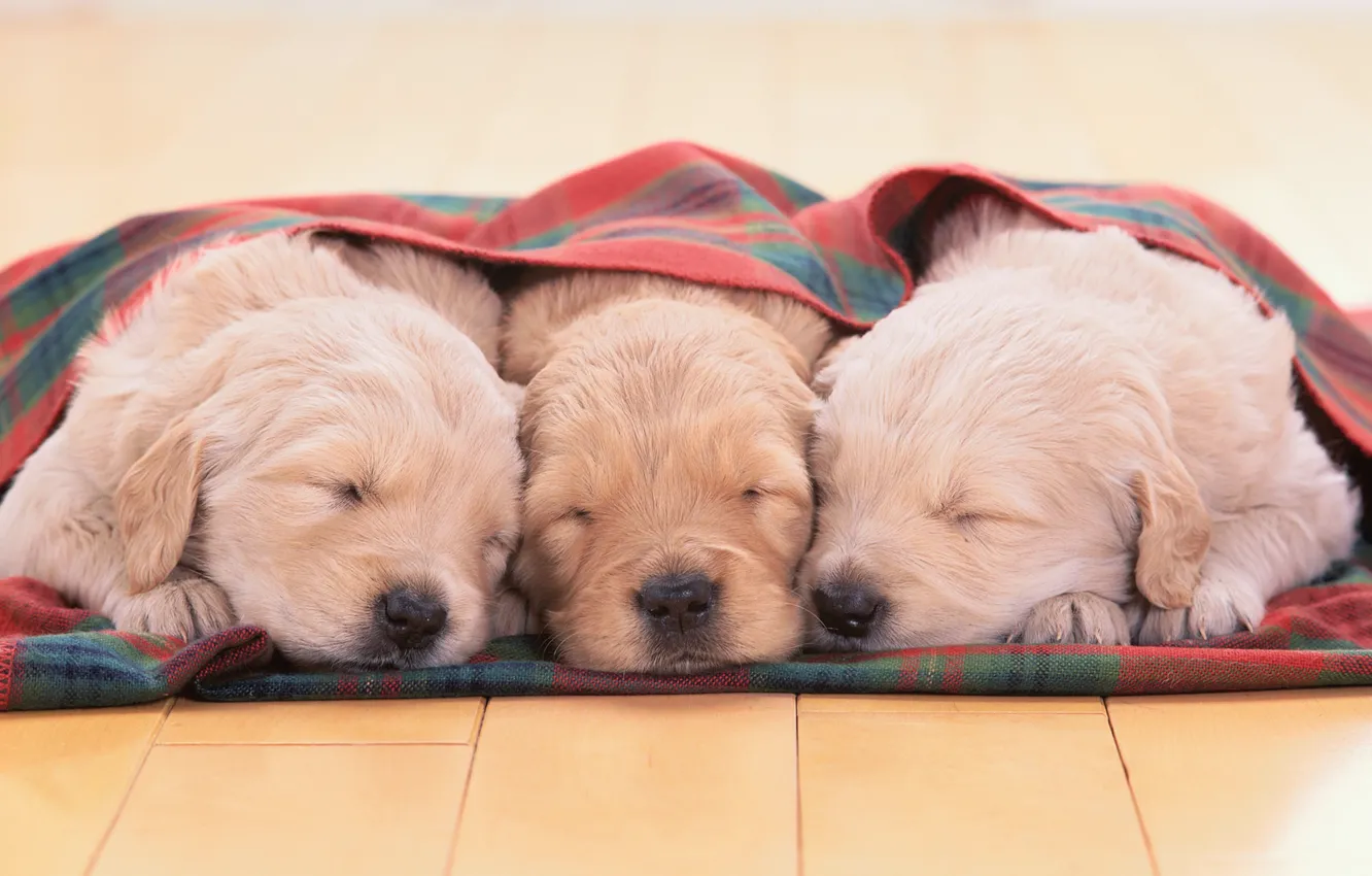Photo wallpaper puppies, Golden Retriever, Golden Retriever
