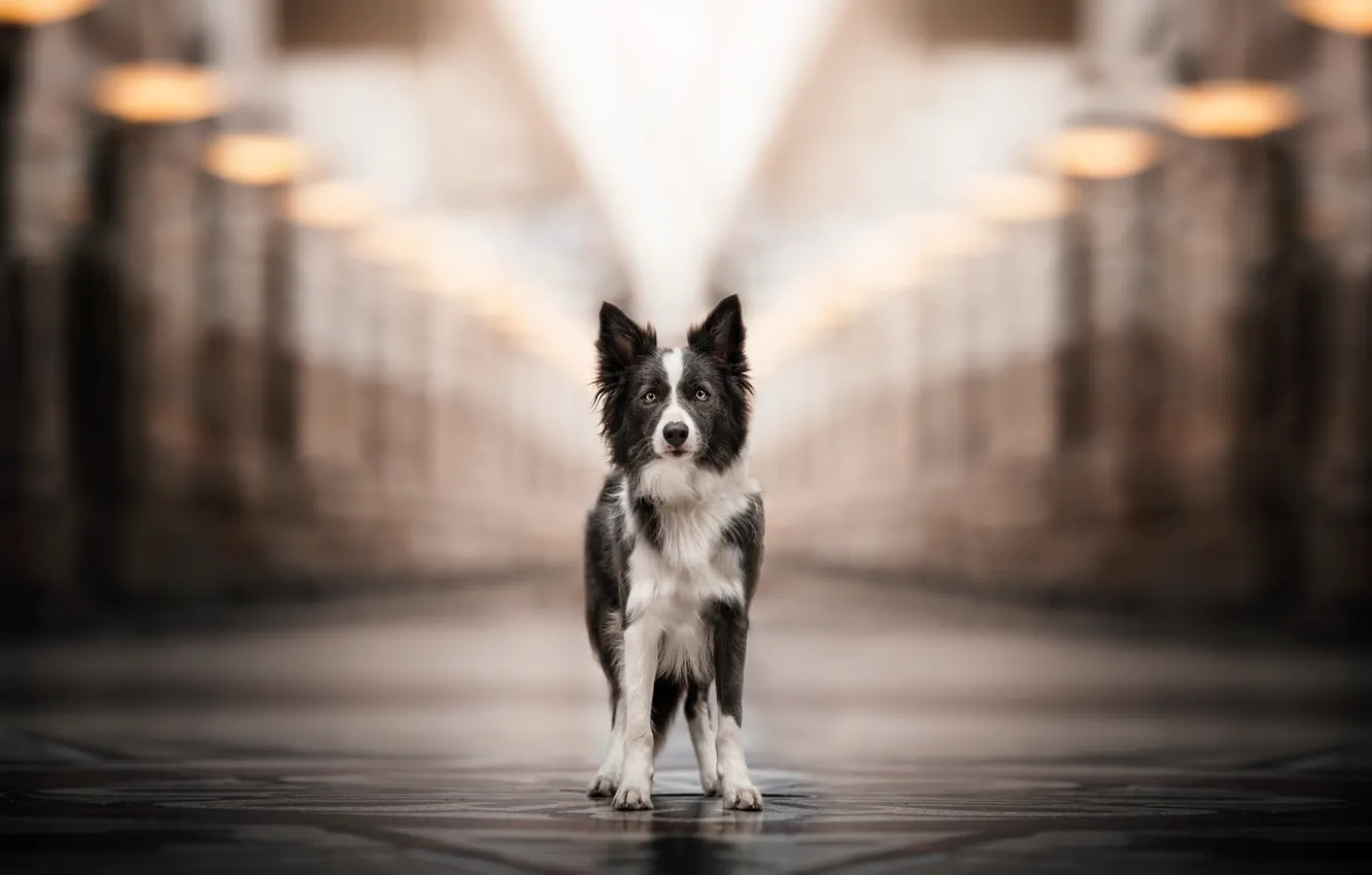 Photo wallpaper road, look, the city, lights, street, building, dog, black and white