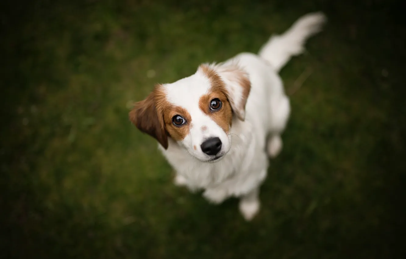 Photo wallpaper look, dog, face, bokeh