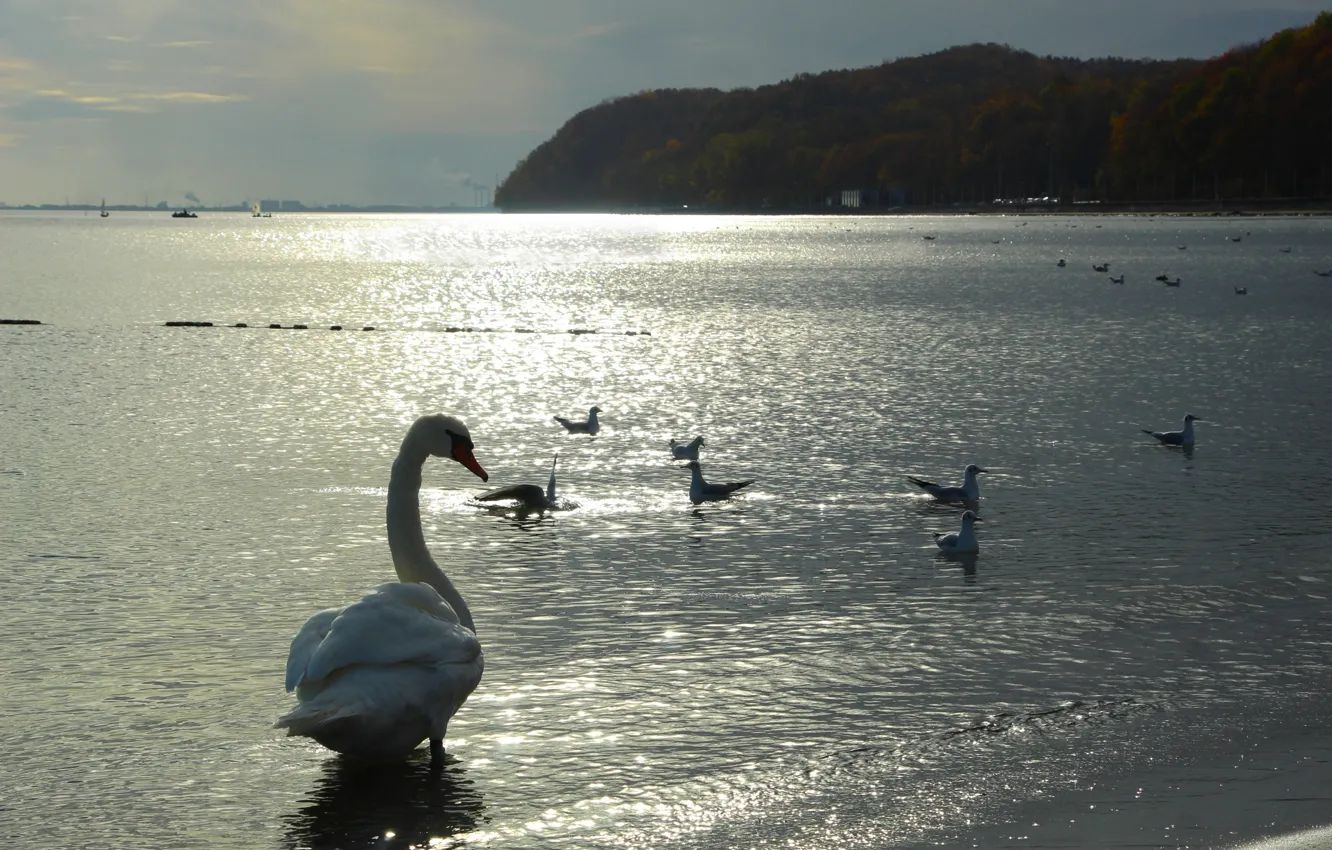 Photo wallpaper swan, sea, bird