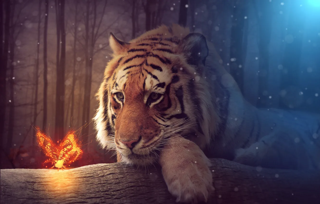Photo wallpaper look, tiger, fiction, animal, butterfly