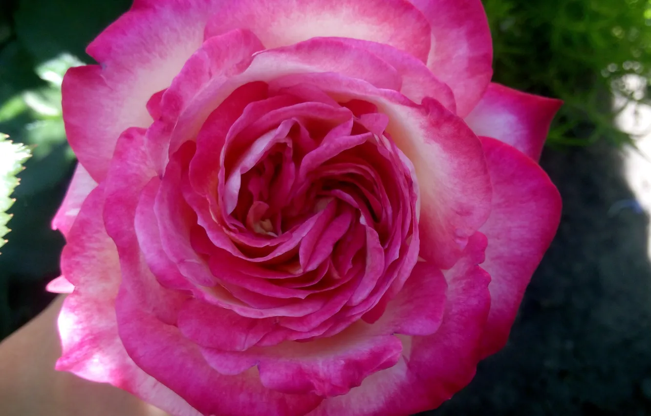Photo wallpaper pink, rose, Flower