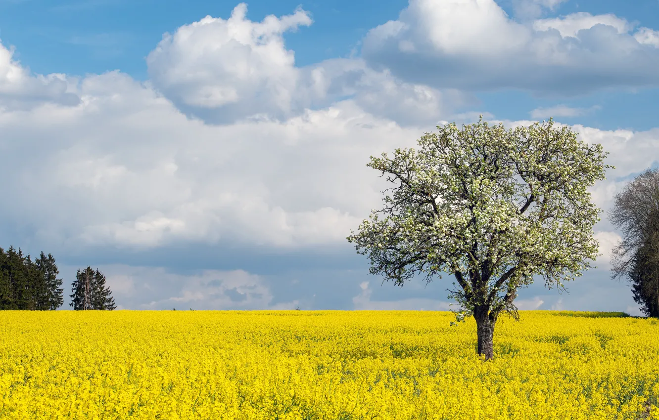Photo wallpaper field, the sky, clouds, flowers, tree, spring, yellow, flowering