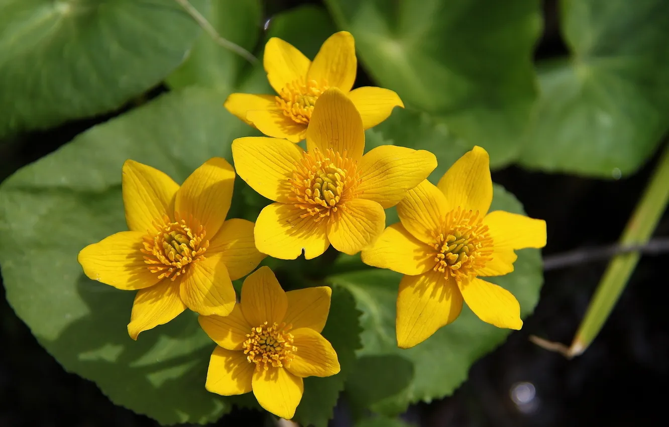 Photo wallpaper summer, flowers, nature