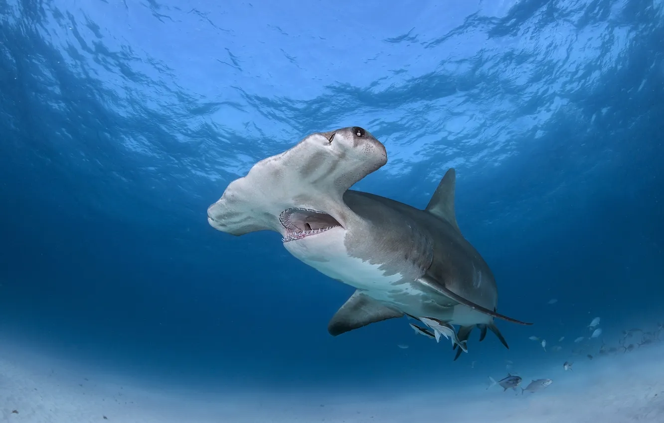 Photo wallpaper sea, fish, Great Hammerhead Shark