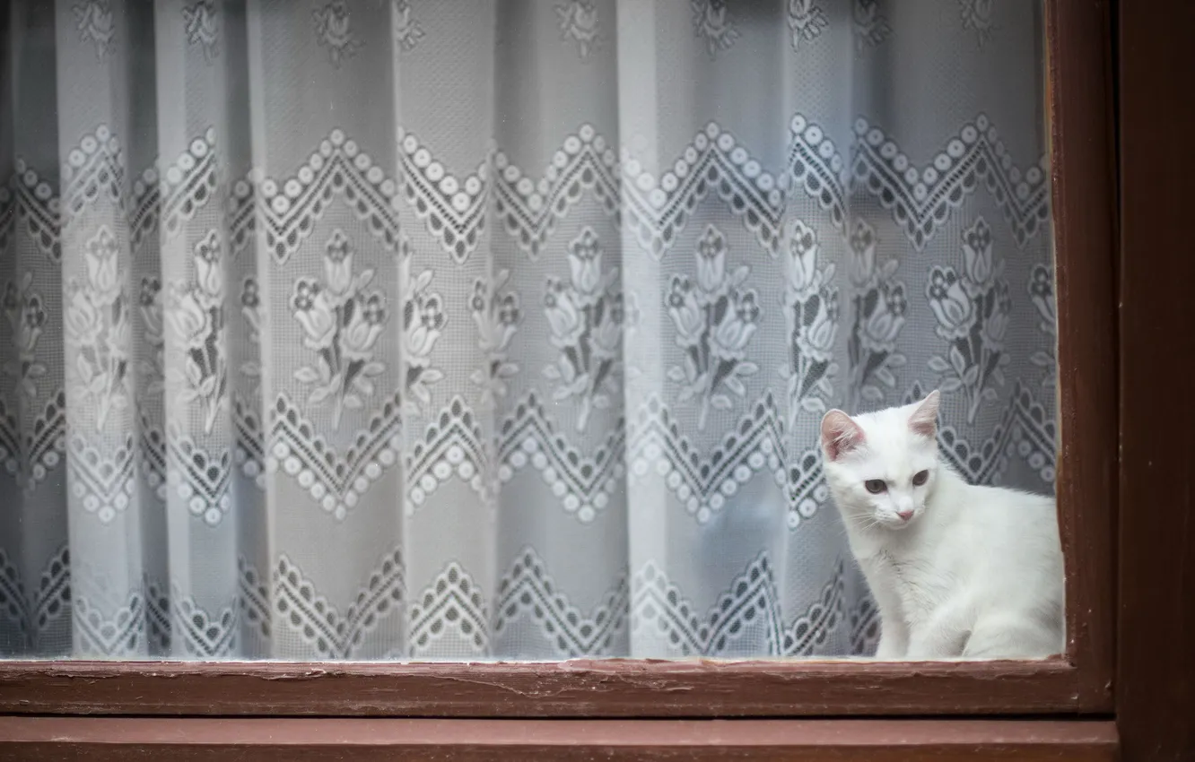 Photo wallpaper cat, background, window