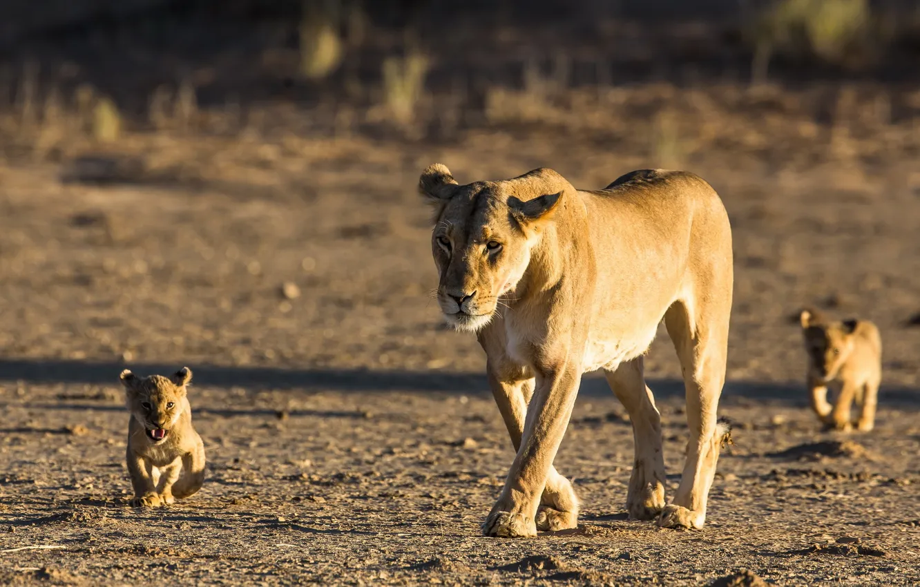 Photo wallpaper nature, background, Leo