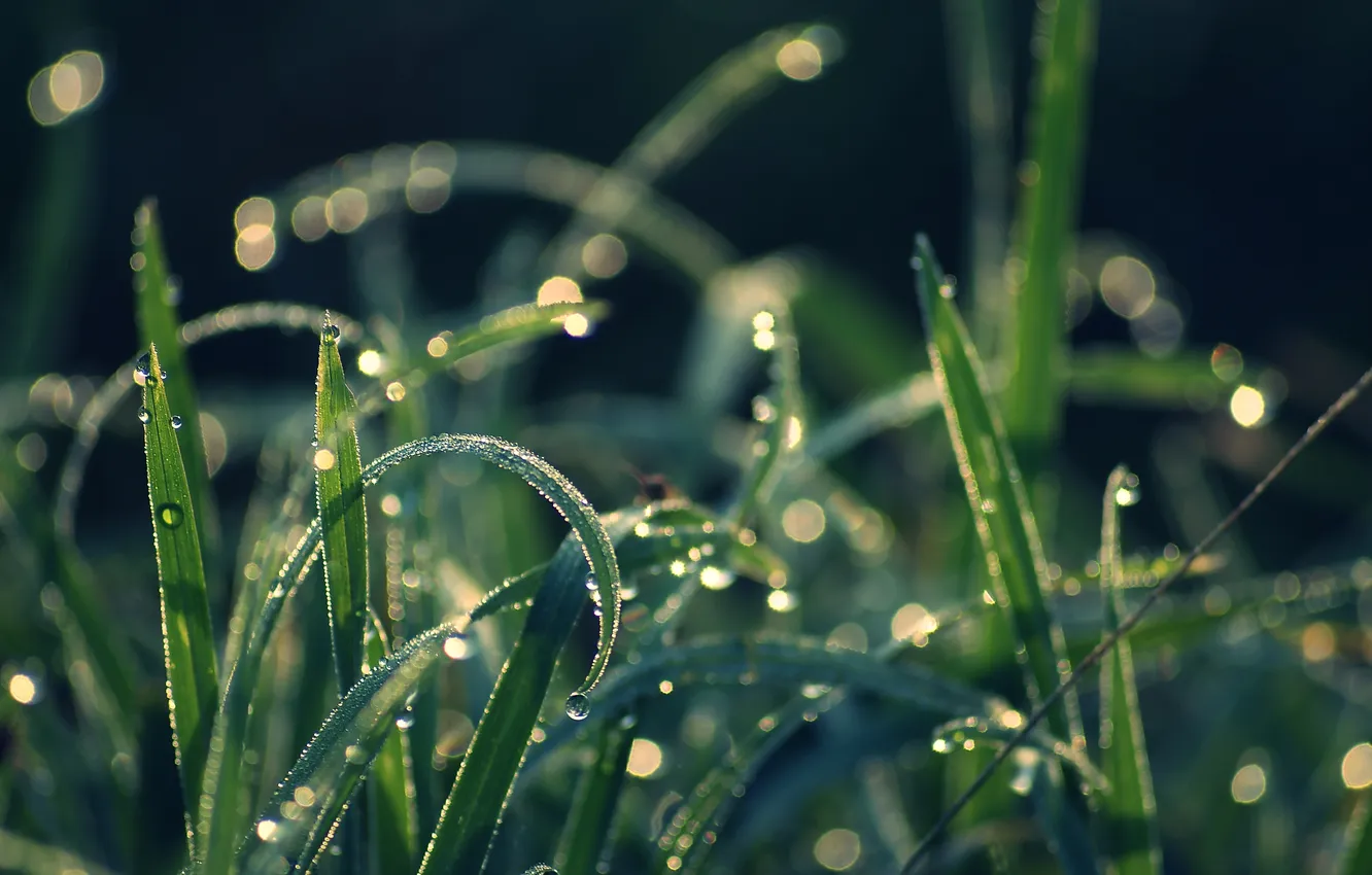 Photo wallpaper greens, grass, drops, macro, nature, Rosa, glare