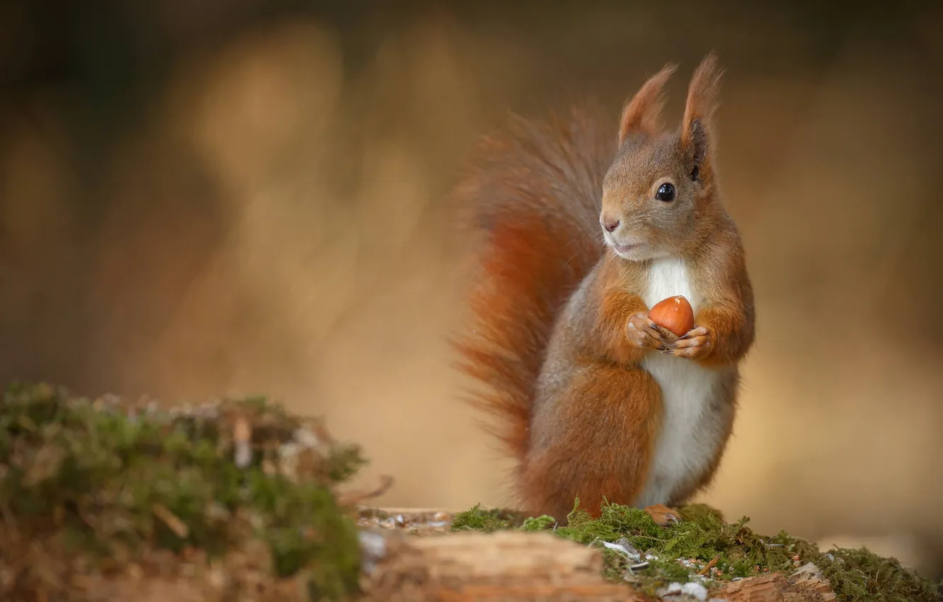 Photo wallpaper look, moss, legs, protein, tail, red, nuts, face