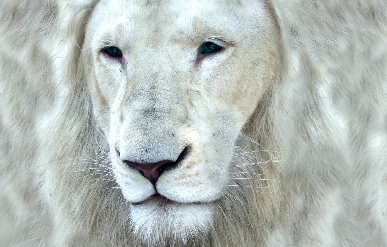 Photo wallpaper cat, look, face, white lion