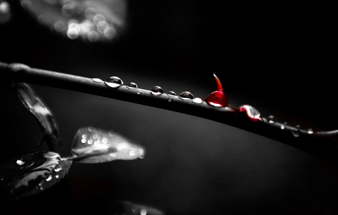 Photo wallpaper Forest, Blood, Black and white, Thorn