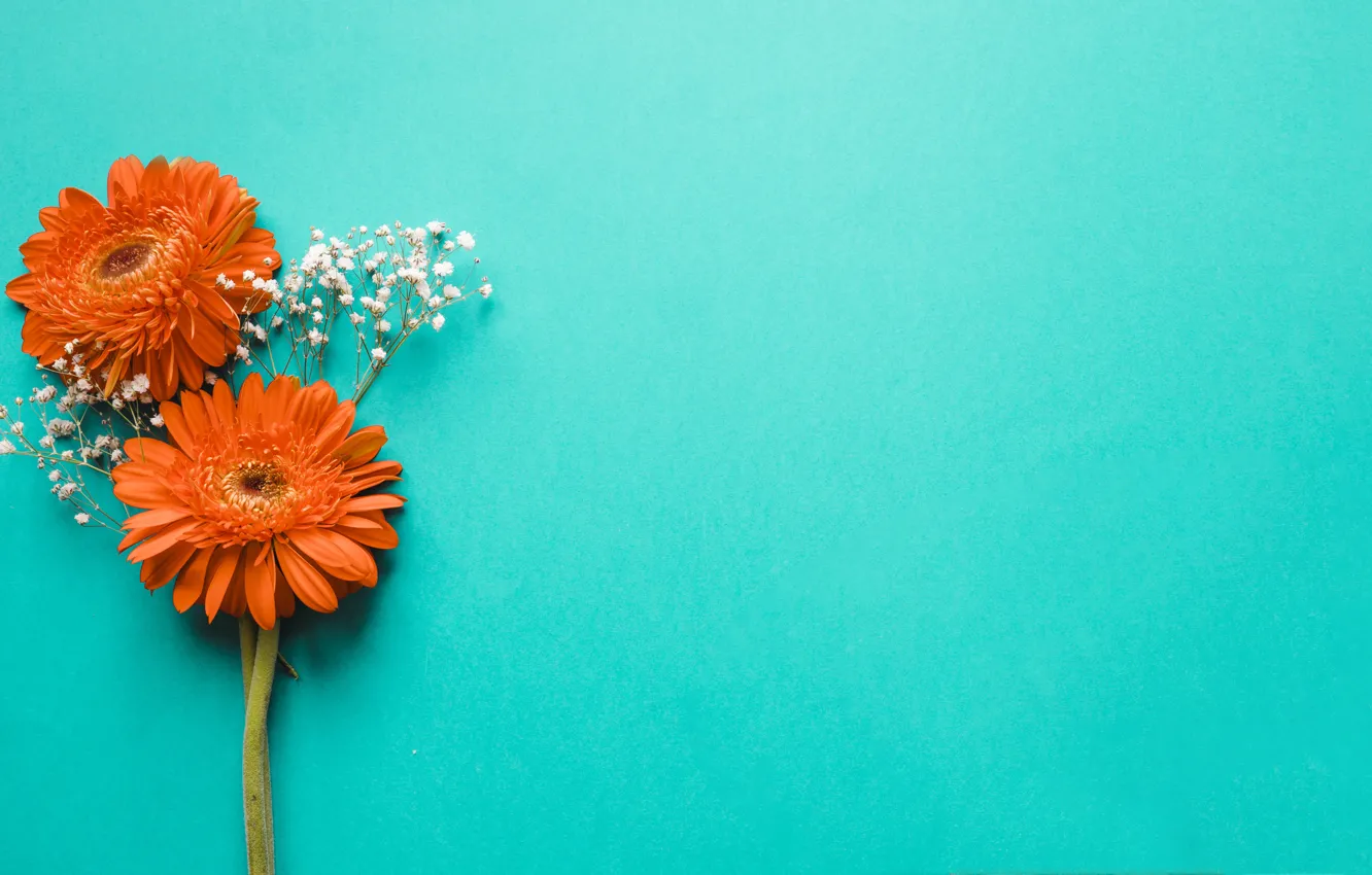 Photo wallpaper flowers, background, gerbera