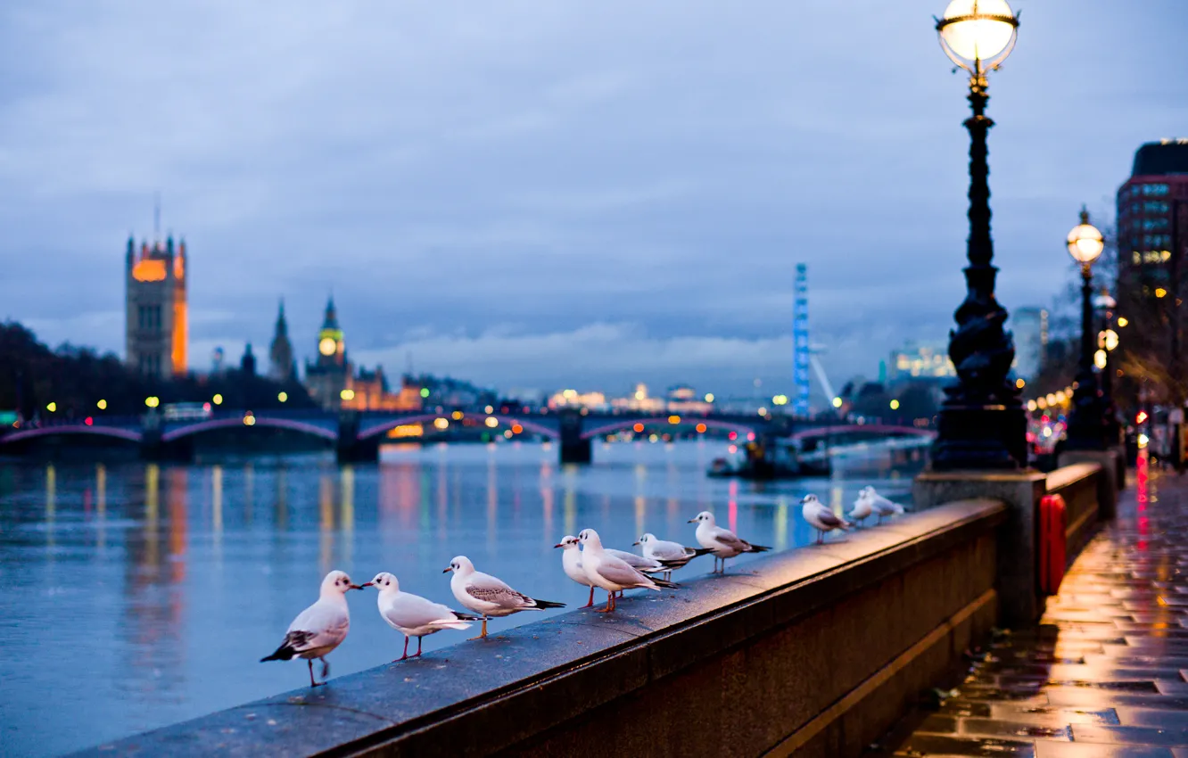 Photo wallpaper light, the city, river, lamp, street, England, seagulls, London
