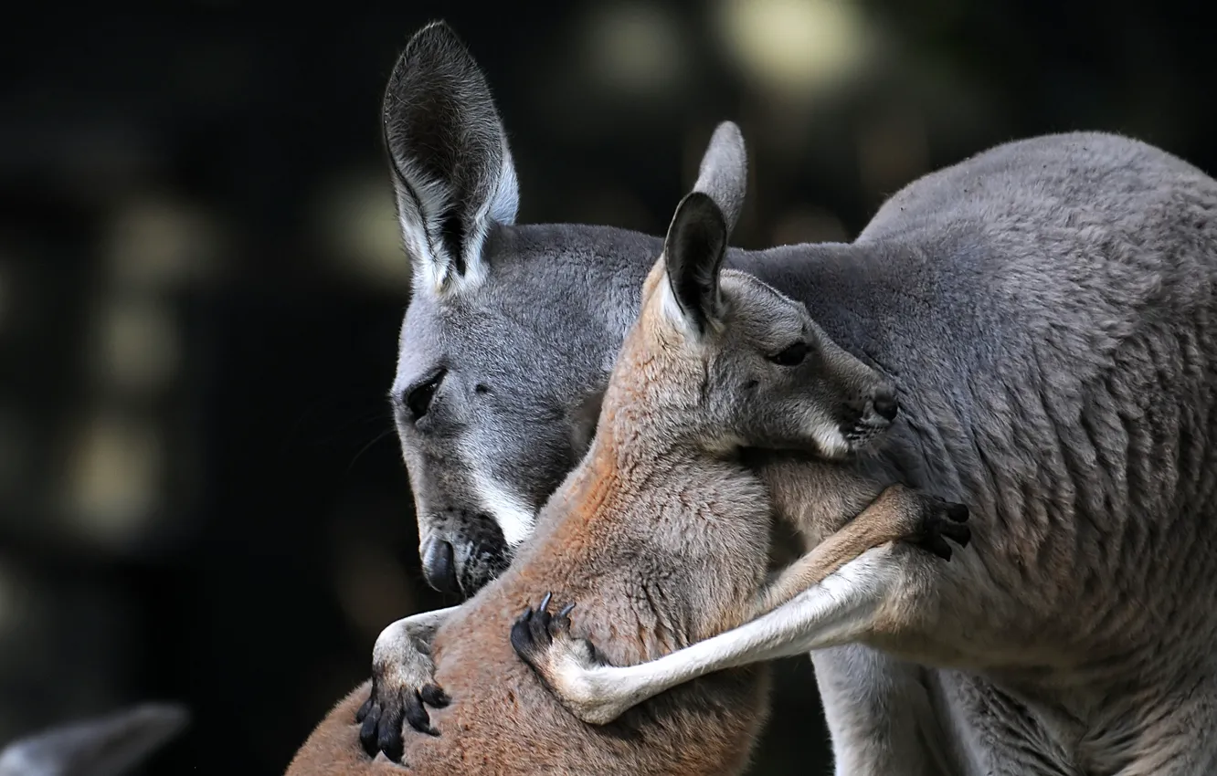 Photo wallpaper kangaroo, cub, a mother's love, motherhood, hugs
