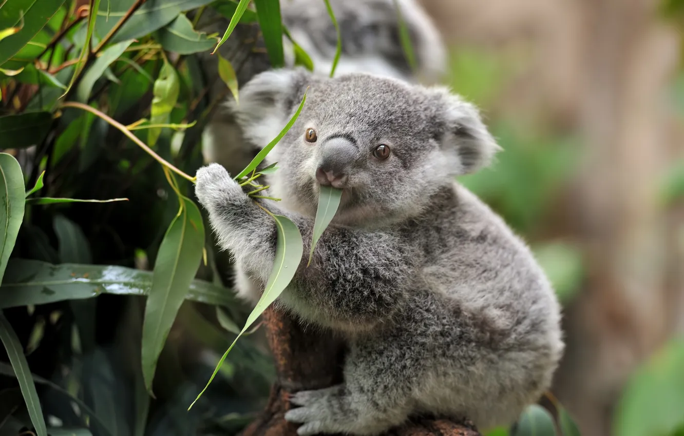 Photo wallpaper look, leaves, trees, branches, legs, baby, cub, face