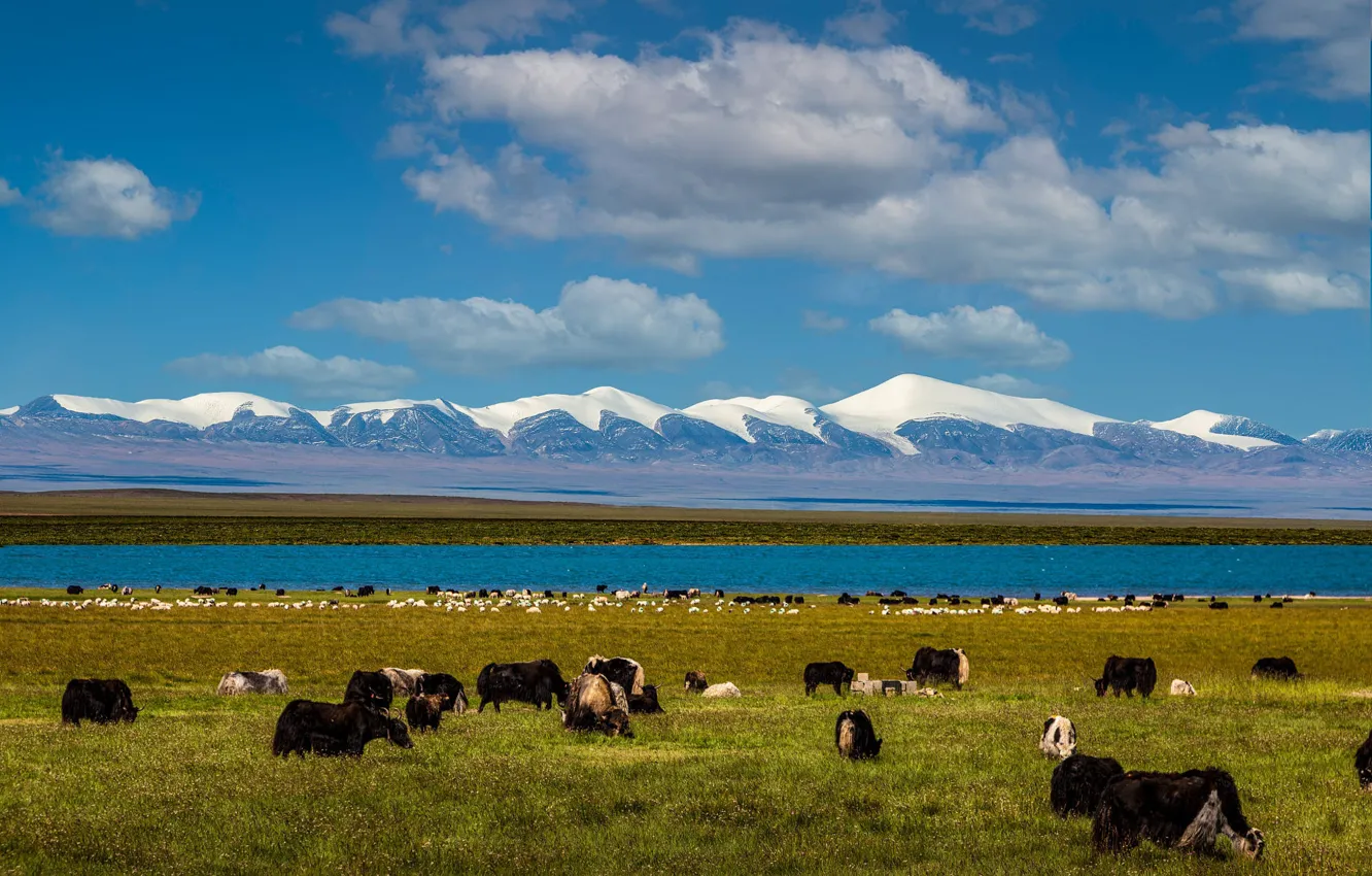 Photo wallpaper mountains, cows, bull