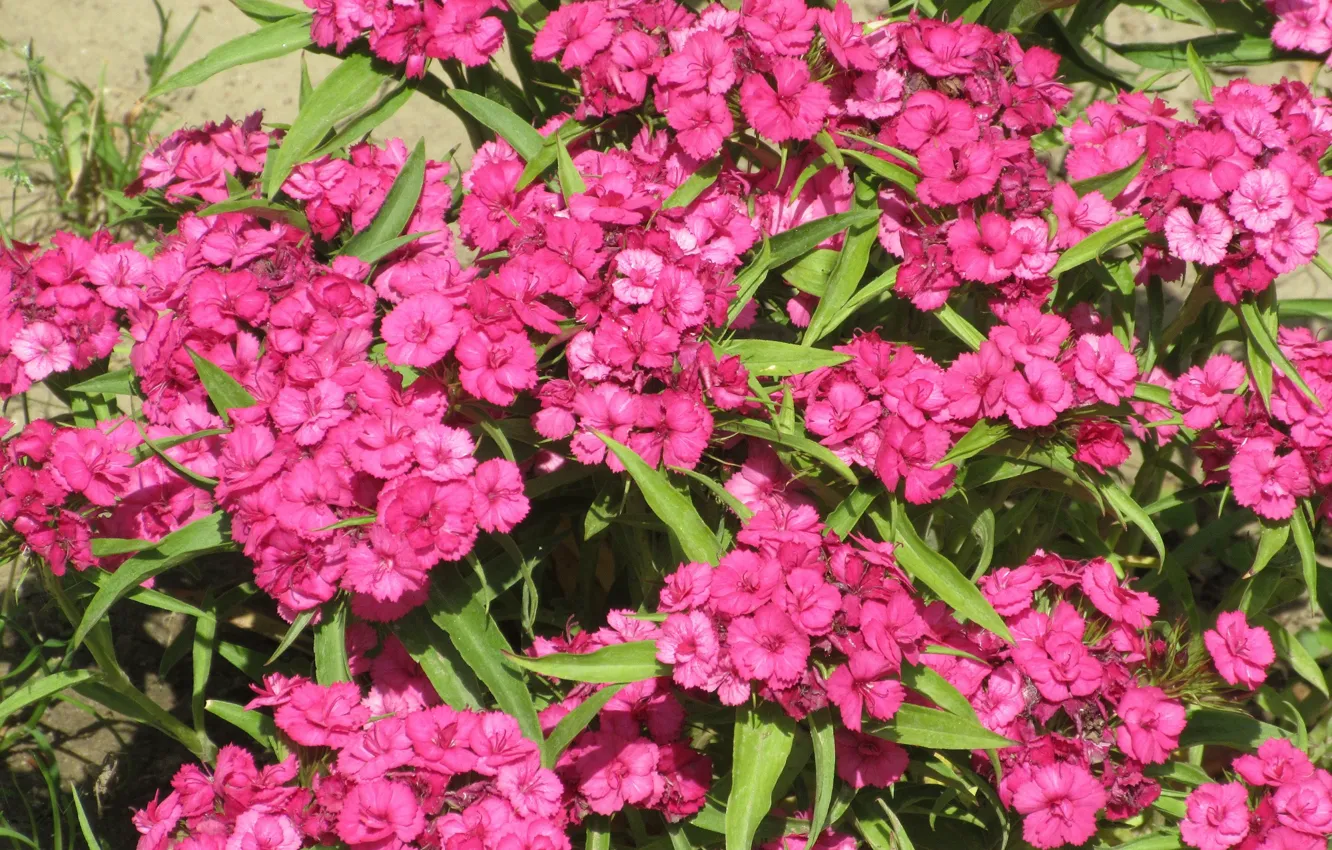 Photo wallpaper bright, Summer 2018, Meduzanol ©, flowers, the bushes