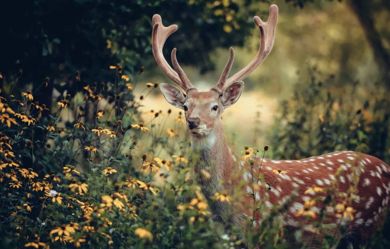 Photo wallpaper flowers, nature, deer