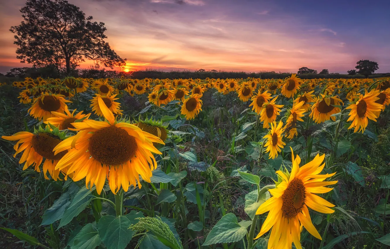 Photo wallpaper field, summer, the sky, trees, sunflowers, sunset, flowers, yellow