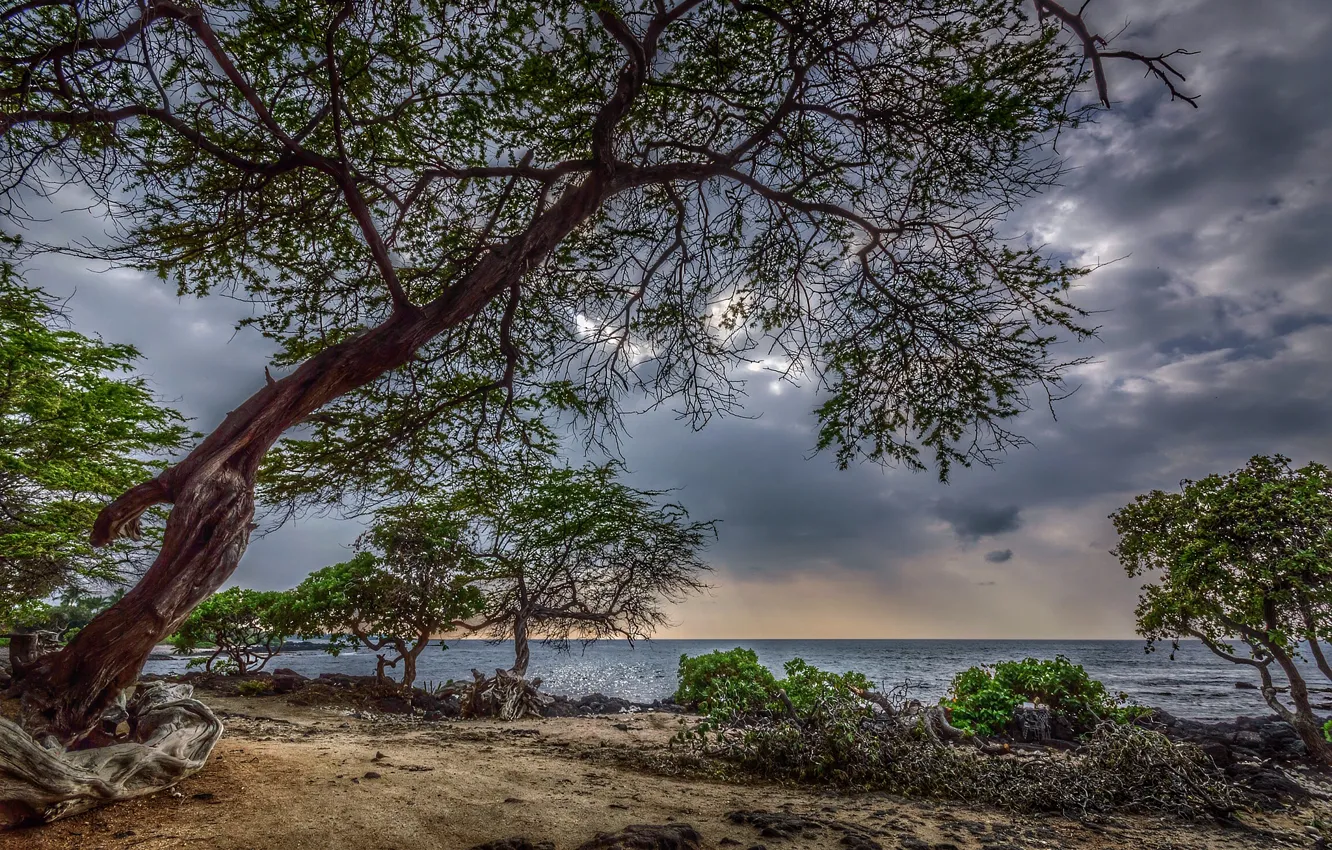 Photo wallpaper sea, the sky, leaves, trees, landscape, clouds, nature