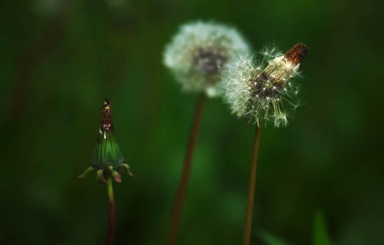 Photo wallpaper greens, summer, flowers, life, dandelion, dynamics, CONDITION, development