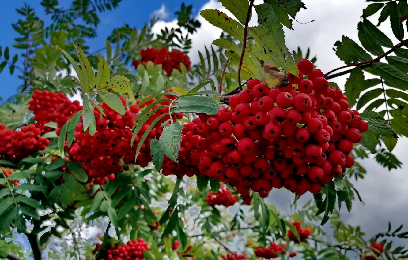 Photo wallpaper summer, the sky, trees, branches, berries, bunch, Rowan