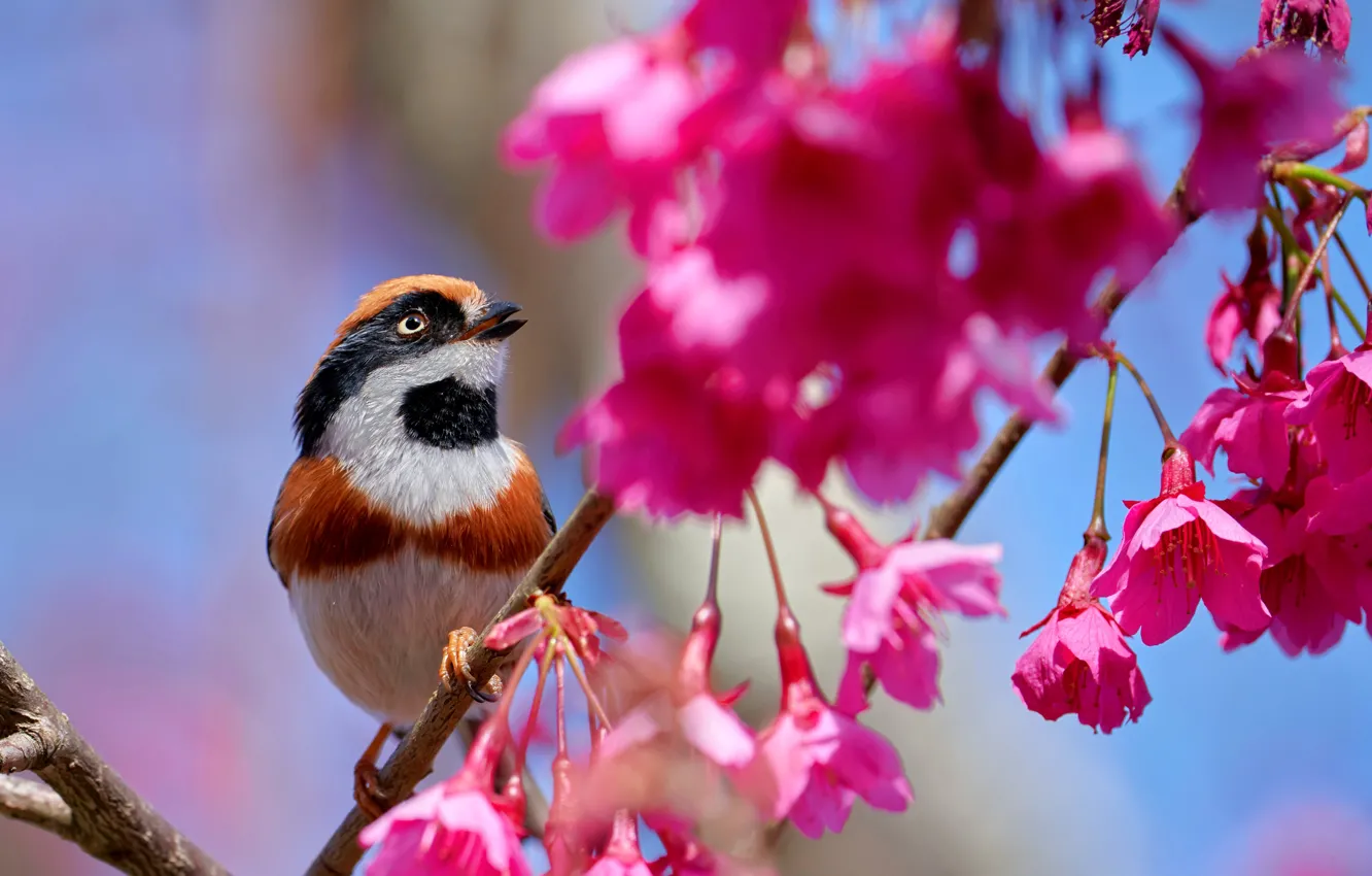 Photo wallpaper flowers, branches, bird, Sakura, Ryzhevolosaya long-tailed tit