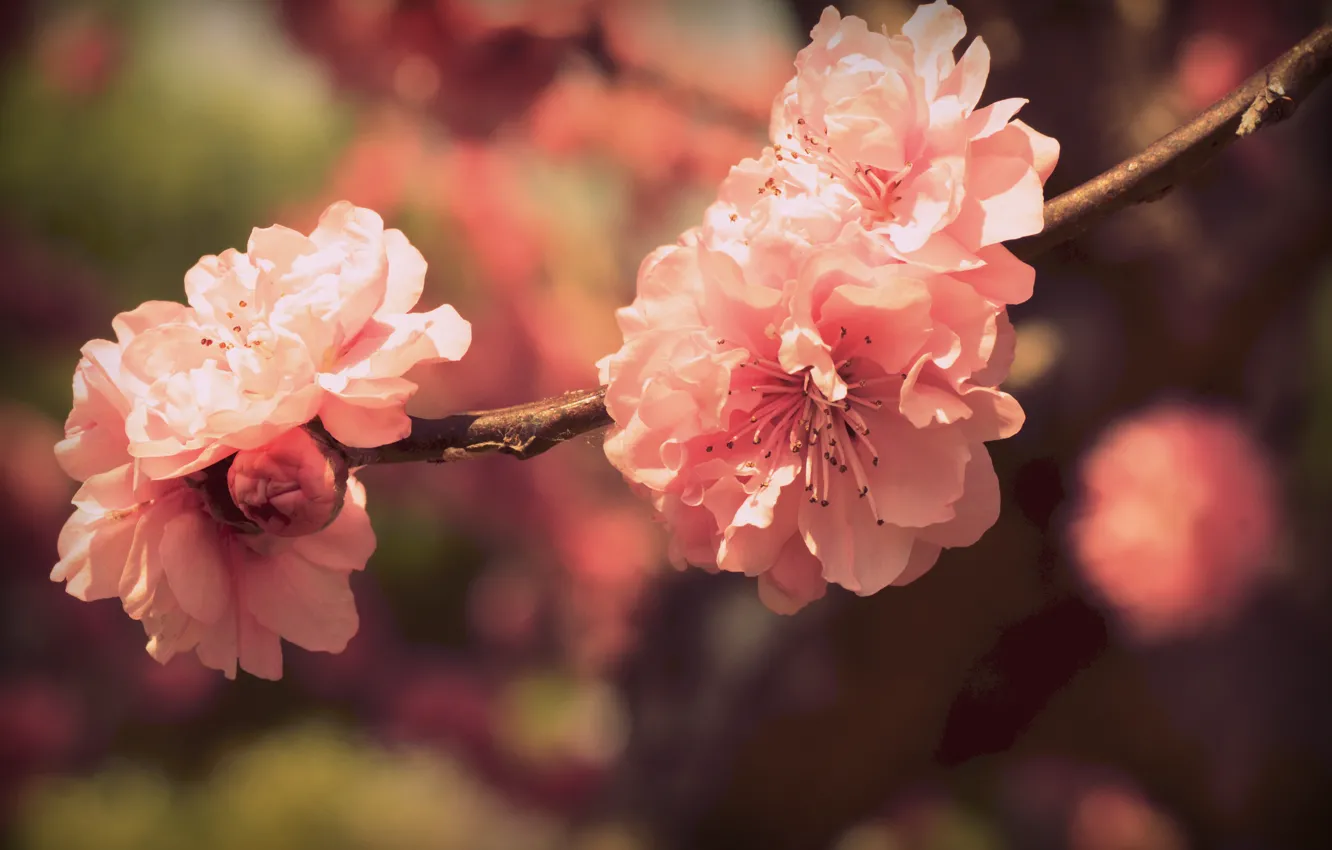 Photo wallpaper color, flowers, branch, spring, petals, Sakura, pink, flowering