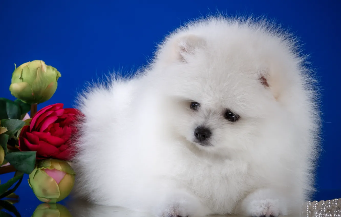 Photo wallpaper white, flowers, fluffy, puppy, Spitz