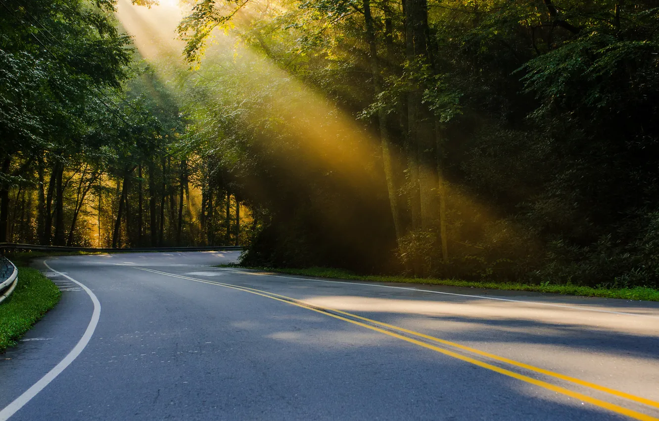 Photo wallpaper road, forest, summer, light, nature, USA, sun, North Carolina