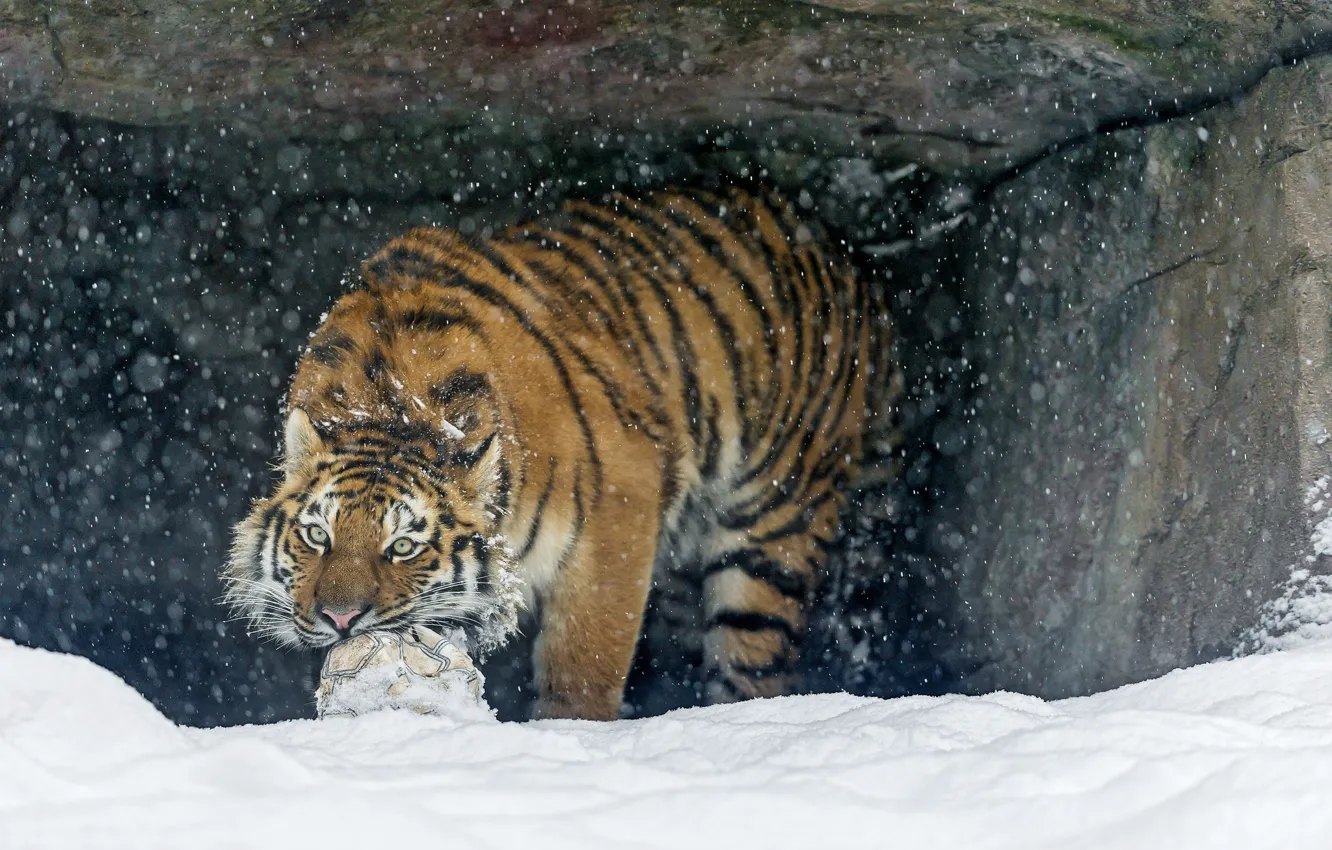 Photo wallpaper cat, snow, tiger, the game, the ball, predator, the Amur tiger, ©Tambako The Jaguar