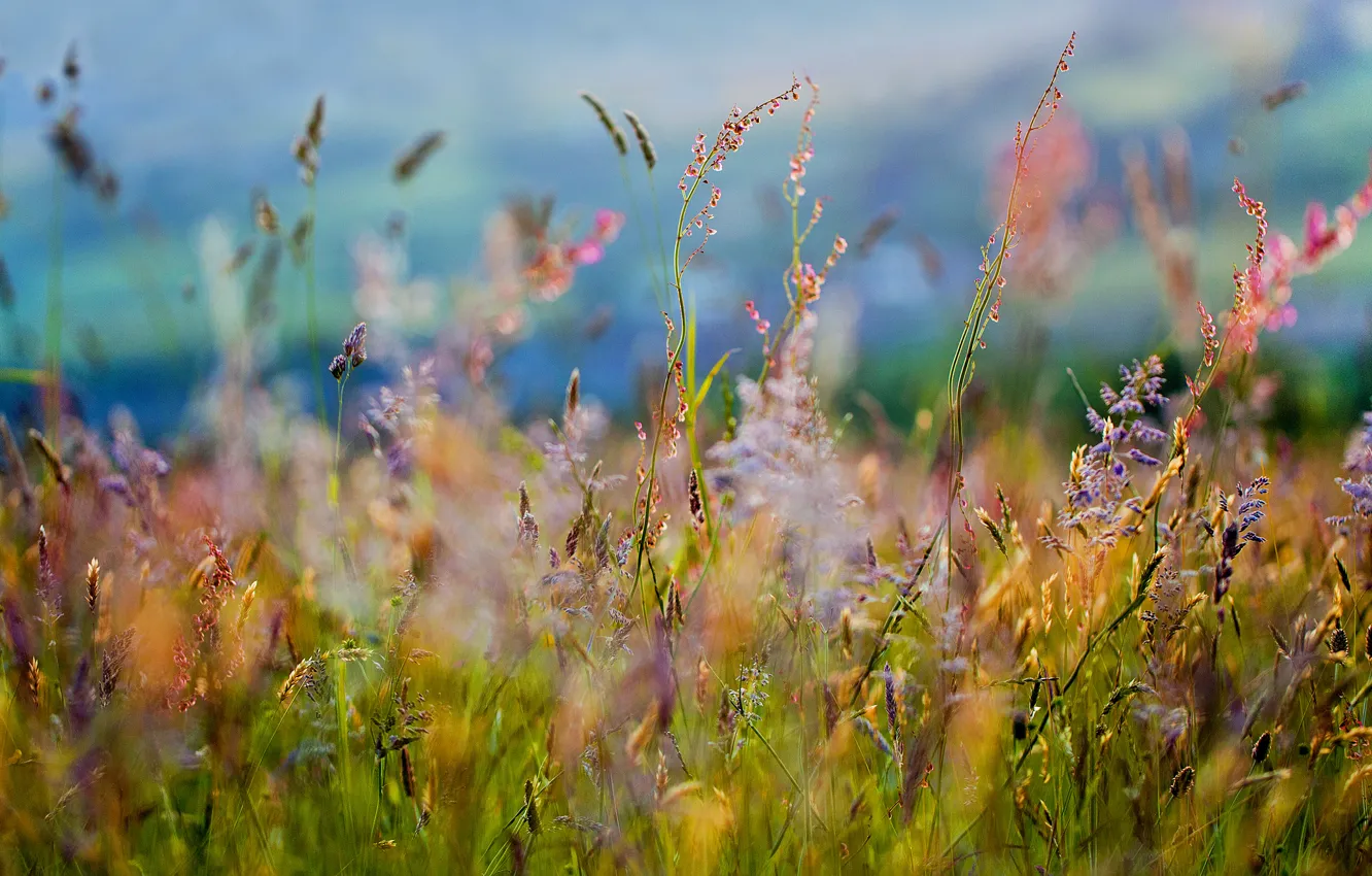 Photo wallpaper field, grass, flowers