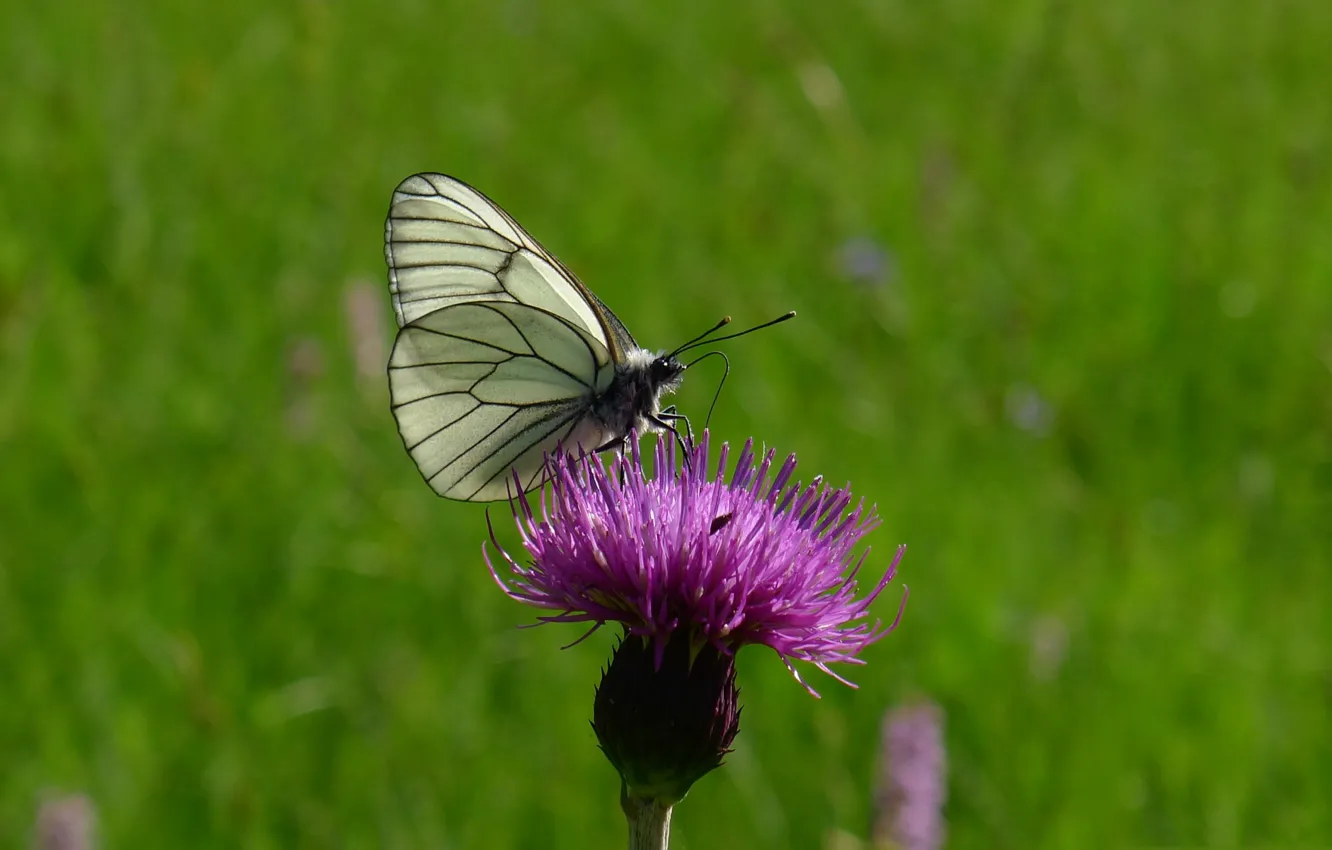 Photo wallpaper flowers, nature, butterfly