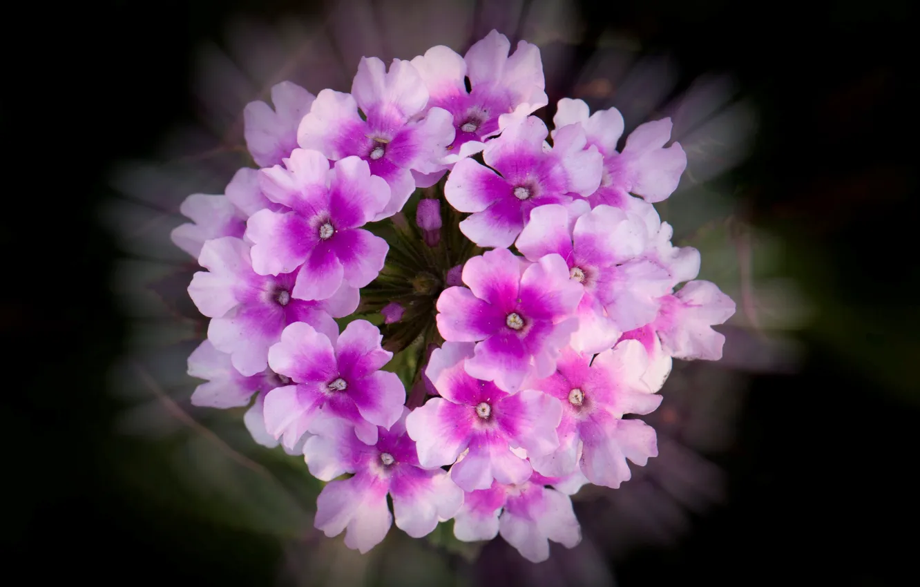 Photo wallpaper flowers, background, petals, inflorescence
