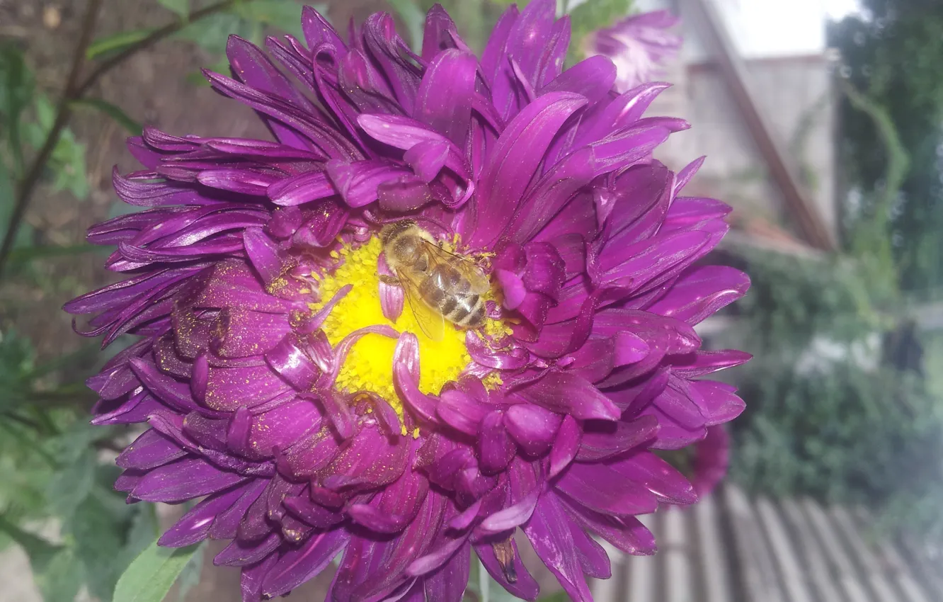 Photo wallpaper Bee, Pollen, Petals, Astra, Purple, Core