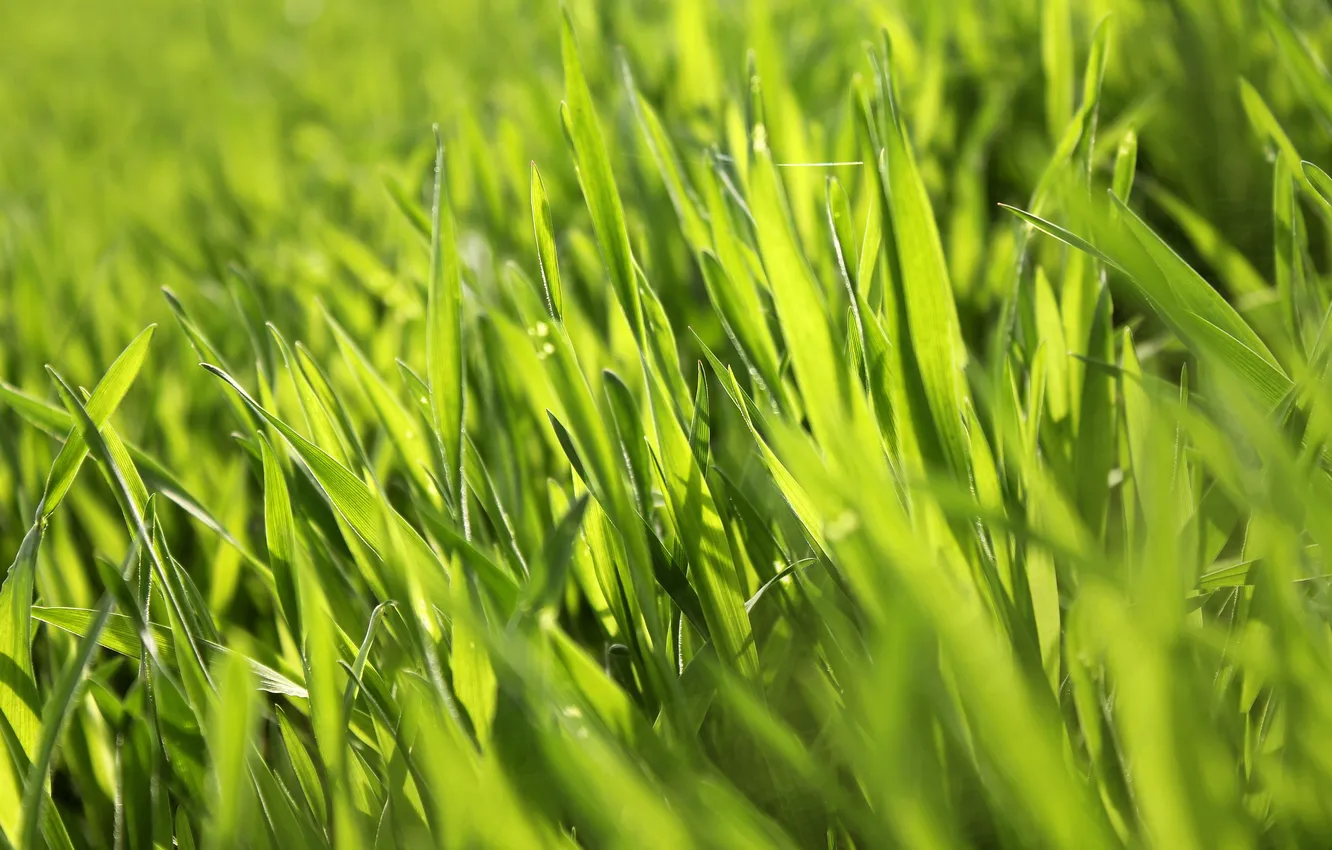 Photo wallpaper grass, macro, green, green, plant, spring, summer, juicy