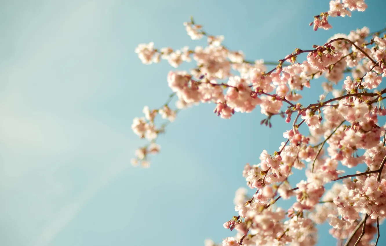 Photo wallpaper flowers, freshness, branches, spring, kidney