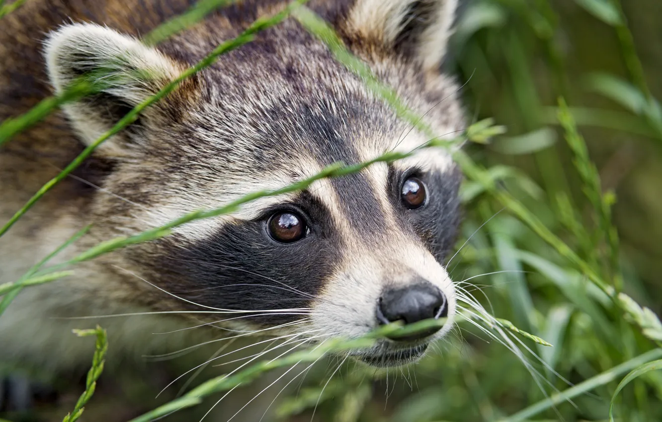 Photo wallpaper grass, eyes, look, face, raccoon, ©Tambako The Jaguar