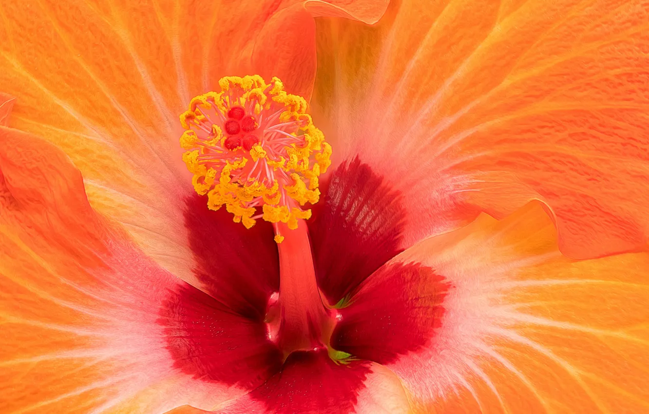 Photo wallpaper flower, orange, hibiscus