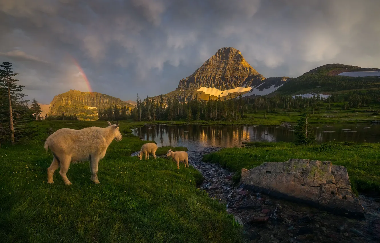 Photo wallpaper greens, forest, the sky, grass, clouds, light, snow, mountains