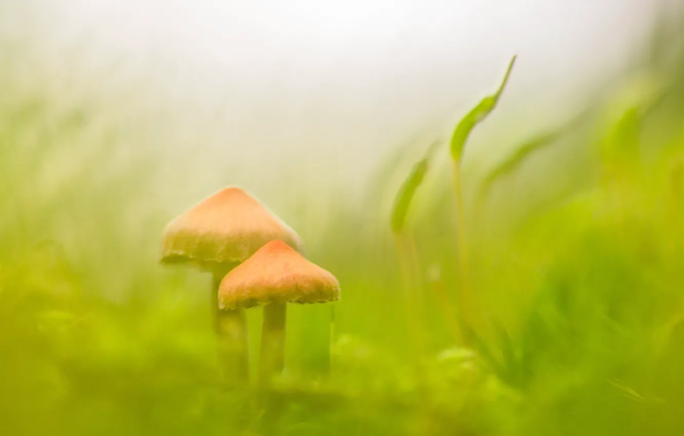 Photo wallpaper grass, nature, mushrooms, moss