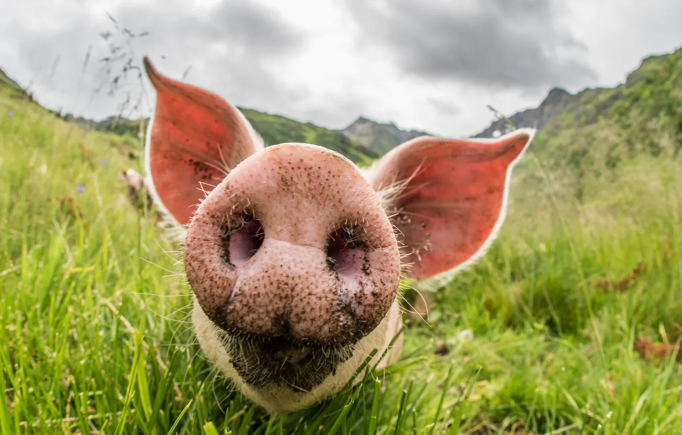 Photo wallpaper grass, mountains, nature, dirt, pig, face, pig, Piglet
