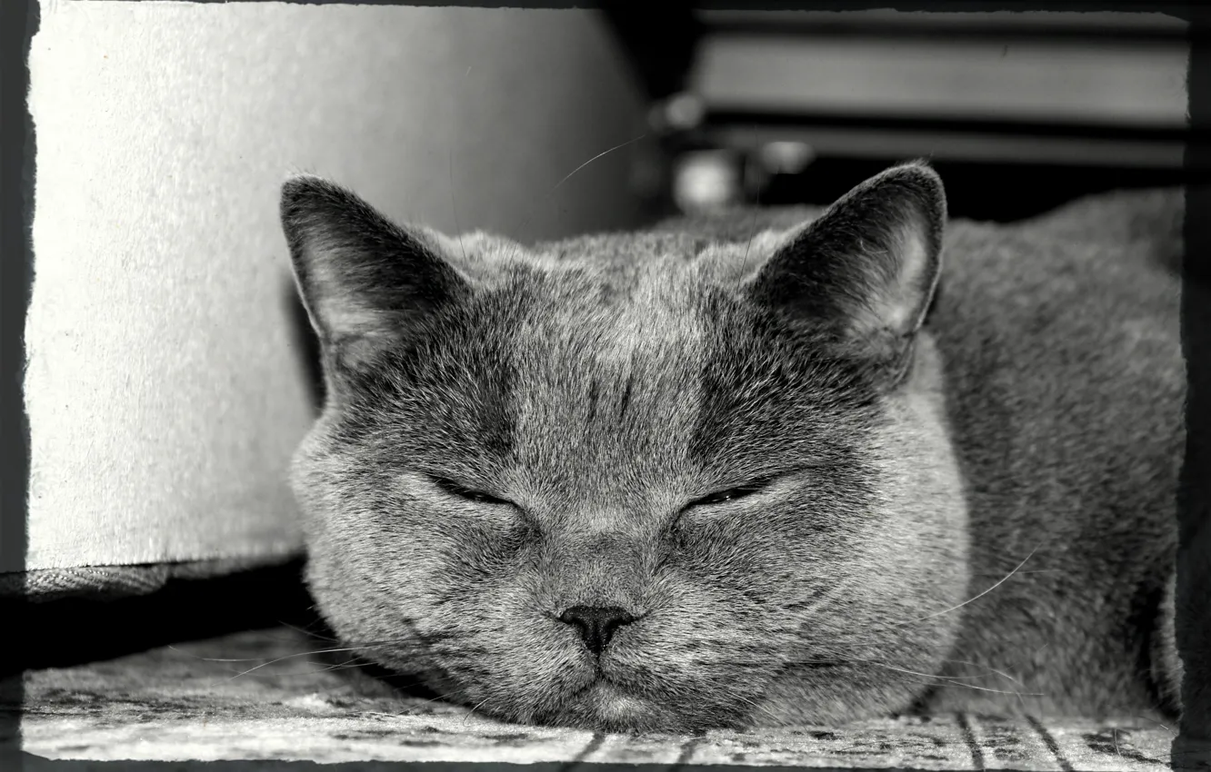 Photo wallpaper cat, British, thecat