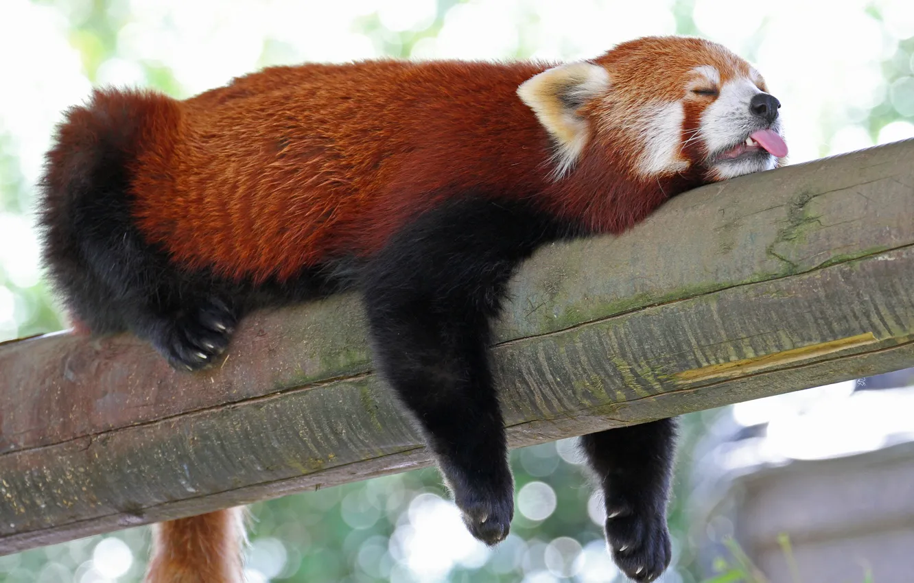 Photo wallpaper language, sleep, sleeping, red Panda, log, firefox, red Panda