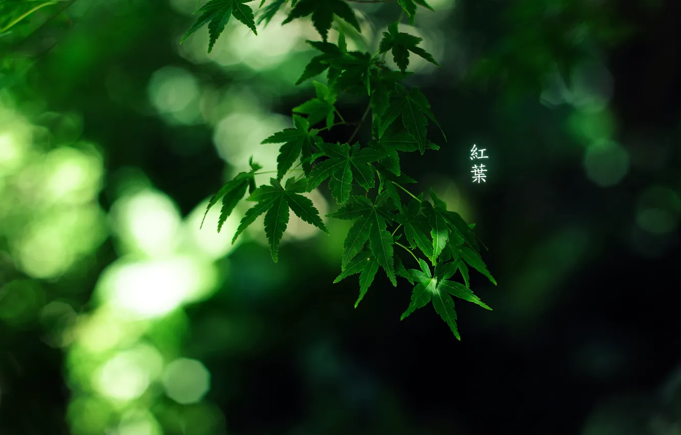 Photo wallpaper leaves, characters, 1920x1200, by burningmonk, green colour