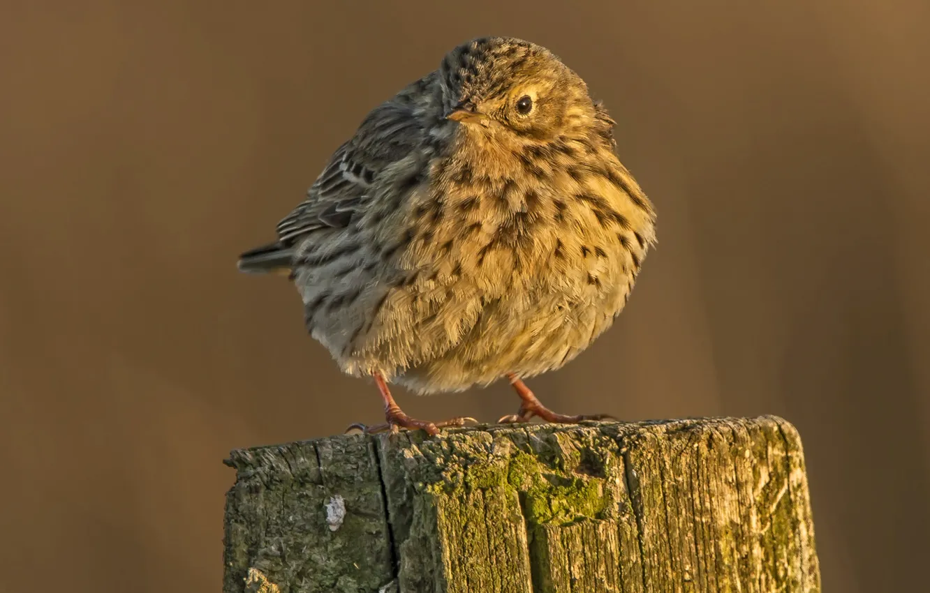 Photo wallpaper nature, bird, meadow Pipit