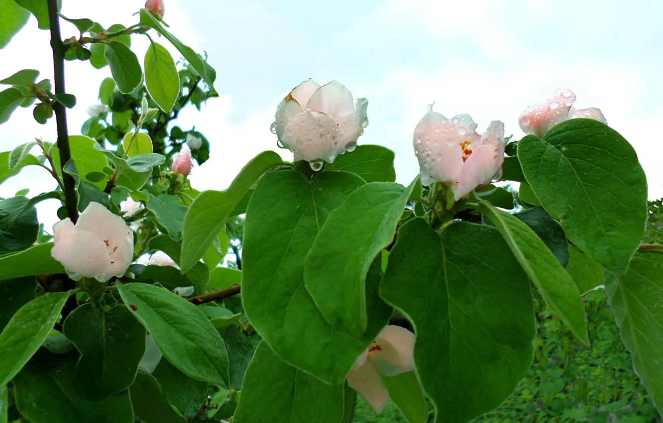 Photo wallpaper rain, may, quince