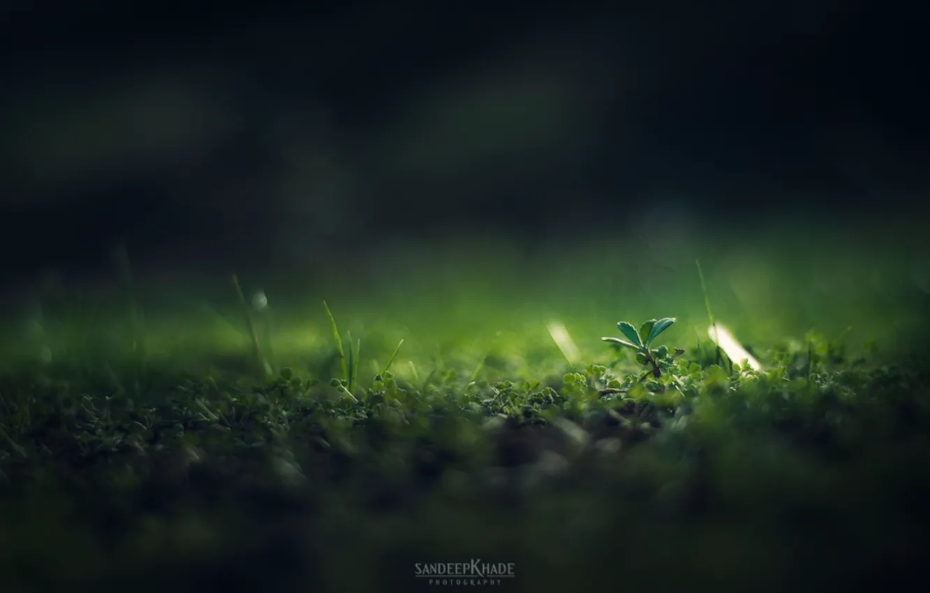 Photo wallpaper grass, macro, green, blackout, Sandeep Khade