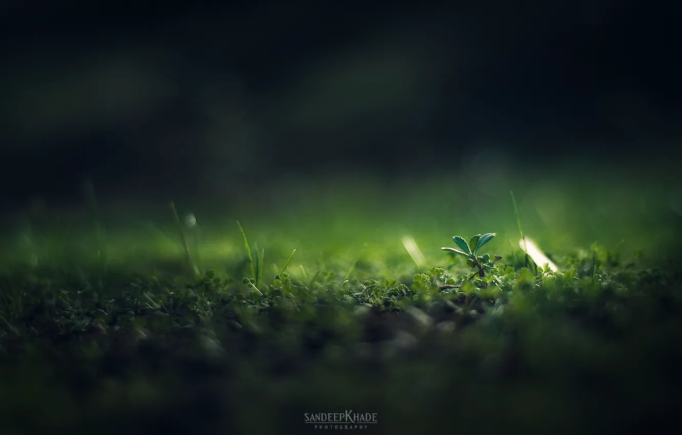 Photo wallpaper grass, macro, blackout, Sandeep Khade, Green