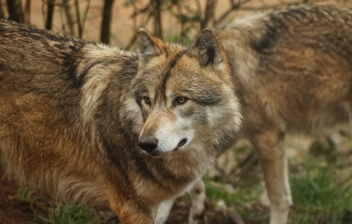Photo wallpaper Predator, nature, animal, wolf, wildlife, portrait, portrait., Canis lupus. face